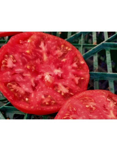 Tomat Rosa de Barbastro - 2
