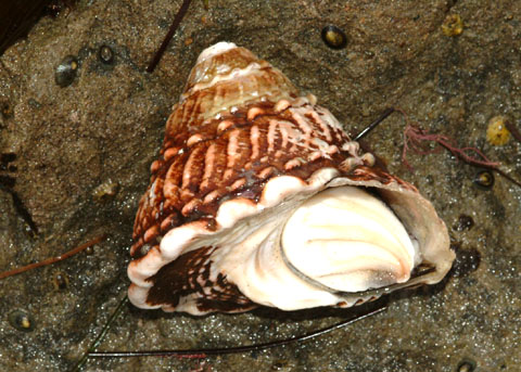 Astraea Undosa