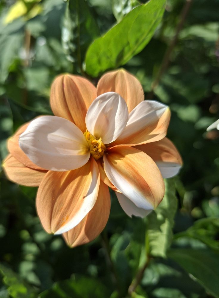 Frö mamma Sfp 21 5 frö