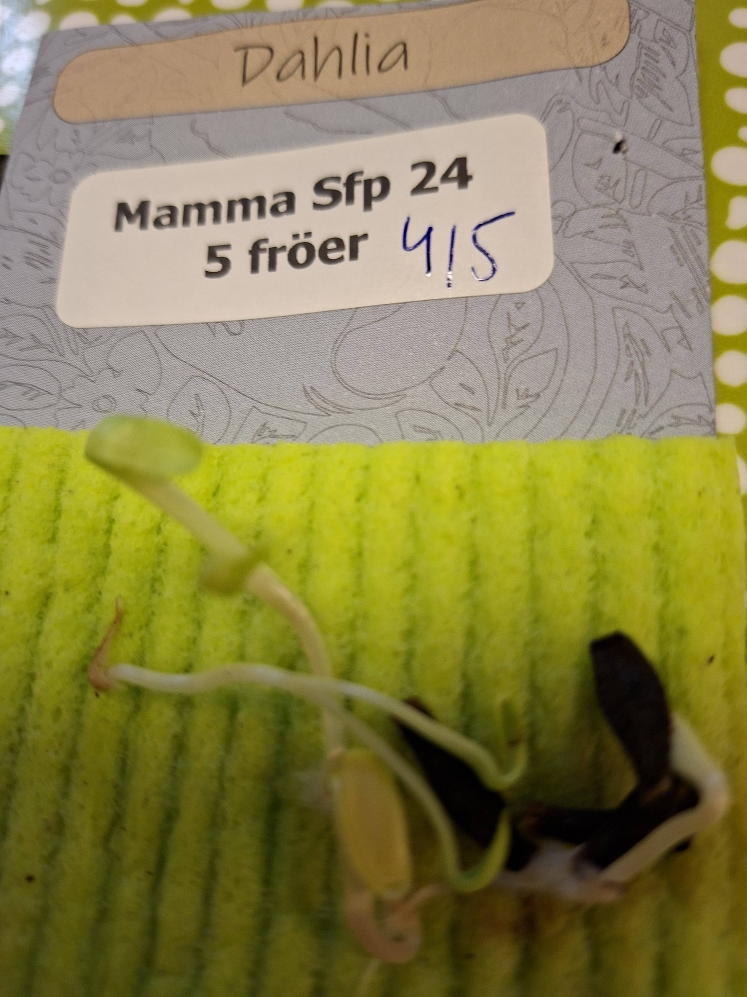 Frö mamma Sfp 24  5 frö - 3