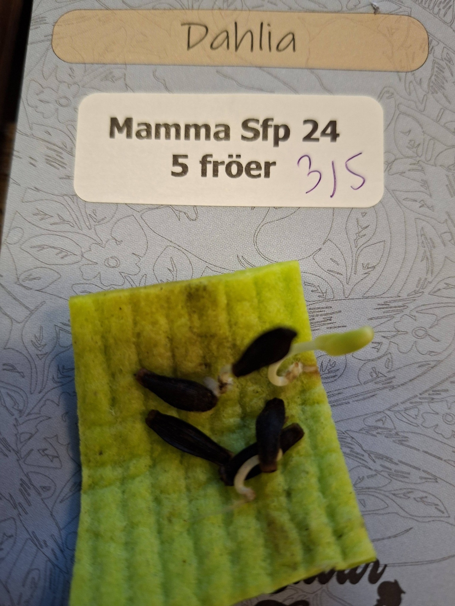 Frö mamma Sfp 24  5 frö - 2