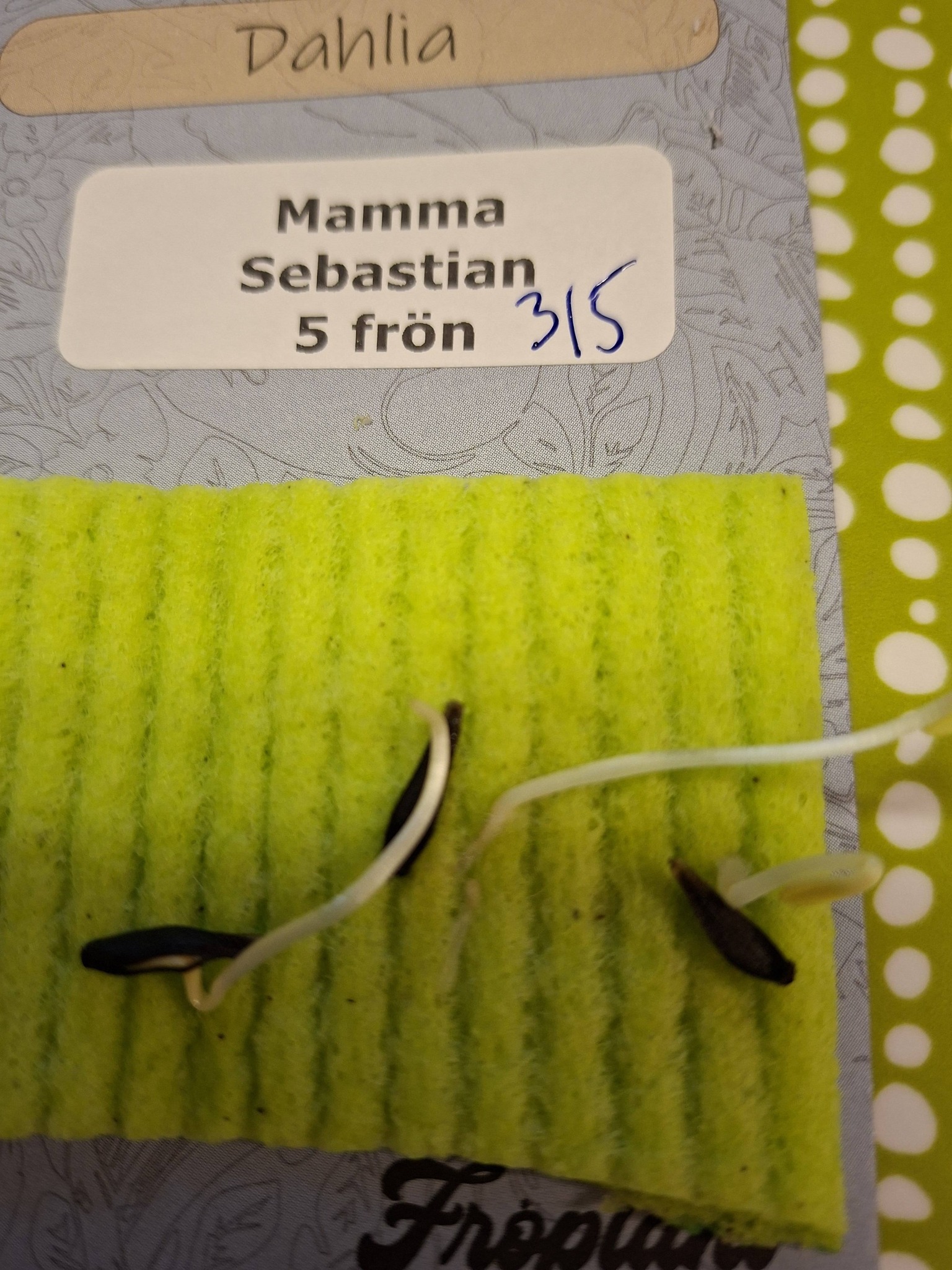 Frö mamma Sebastian 5 frö - 3