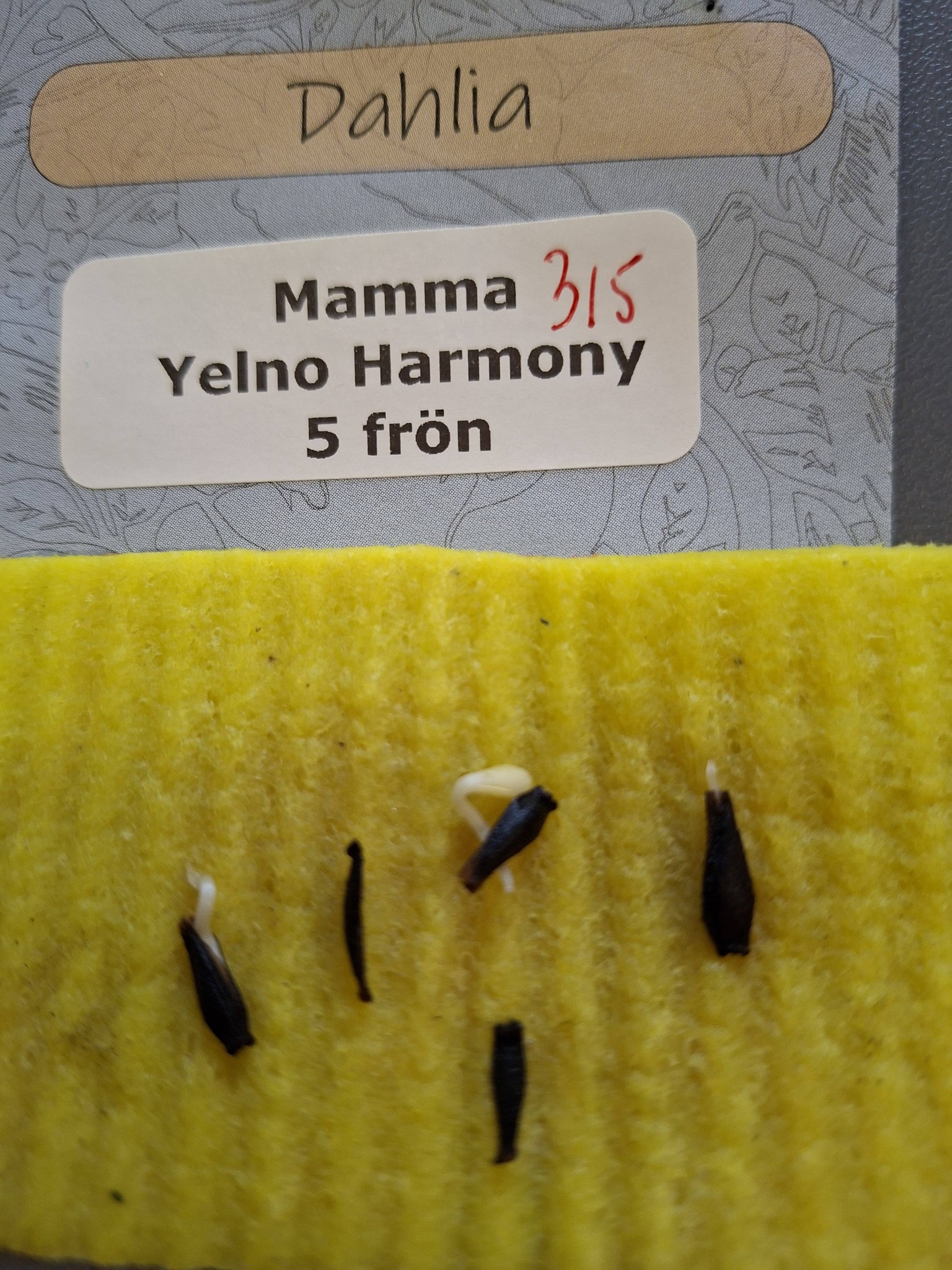 Frö mamma Yelno Harmony 5 frö - 2