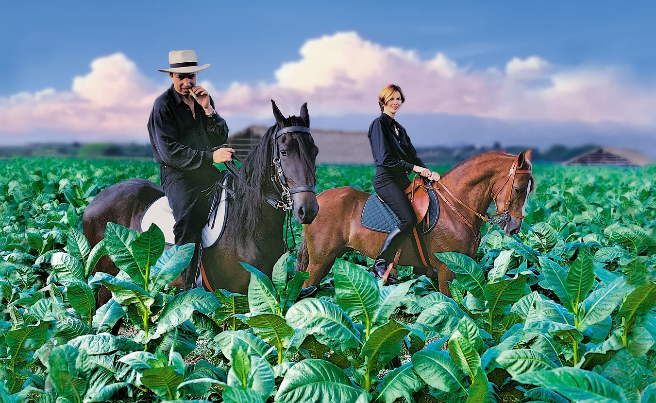 La Flor Dominicana – en återkomst värd att fira