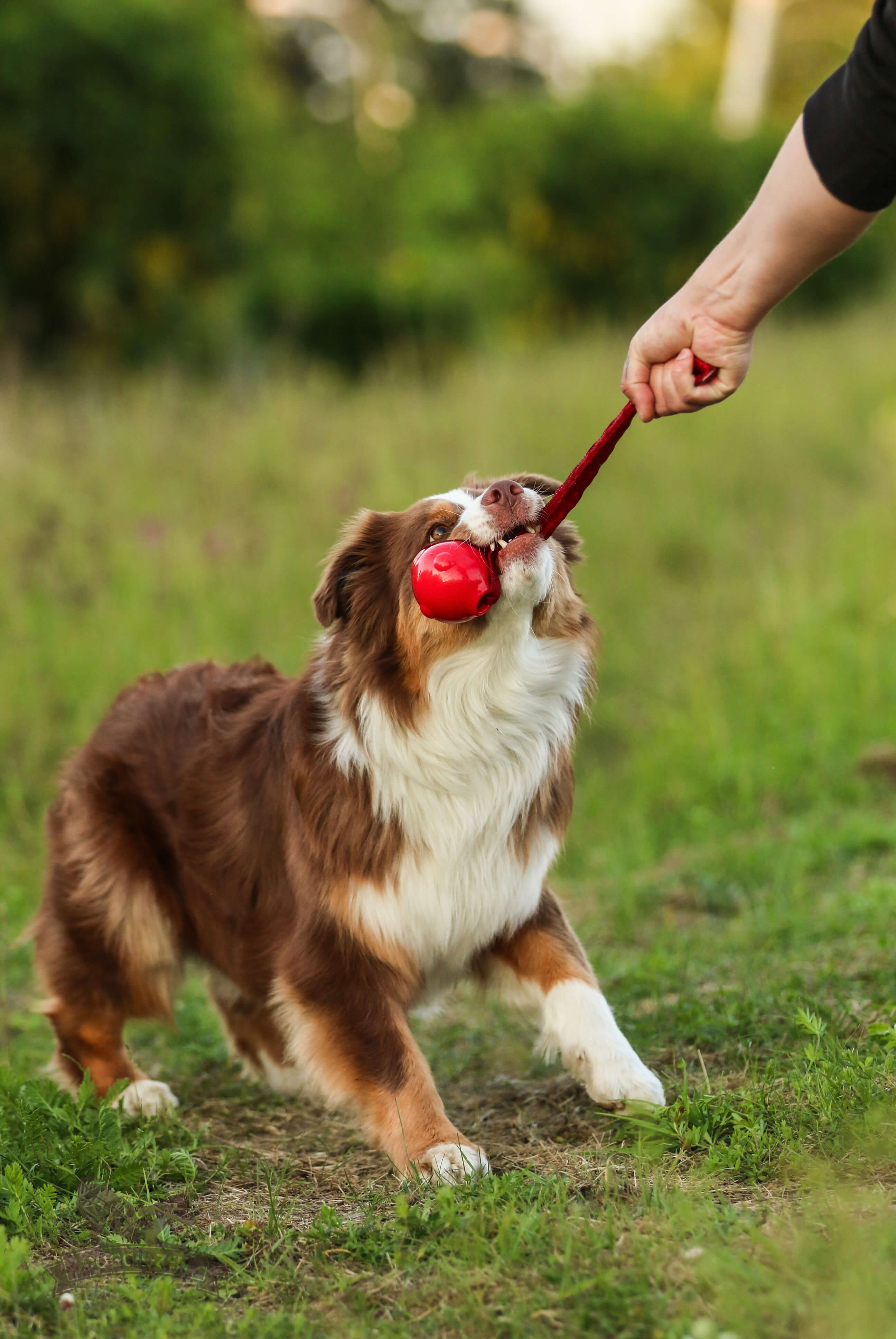 Bungee Knot Tug L with Amazing Squeaker Ball M - 6
