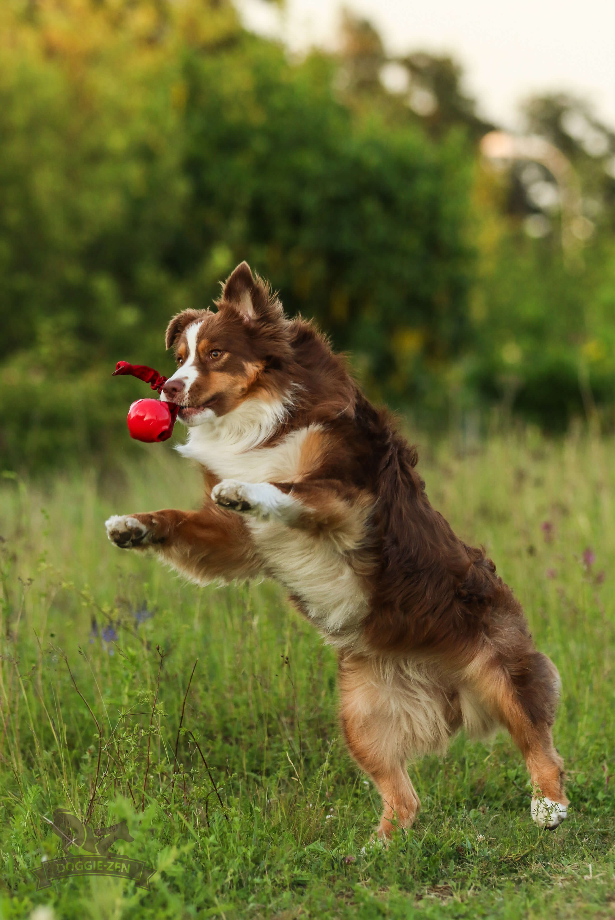 Bungee Knot Tug L with Amazing Squeaker Ball M - 9