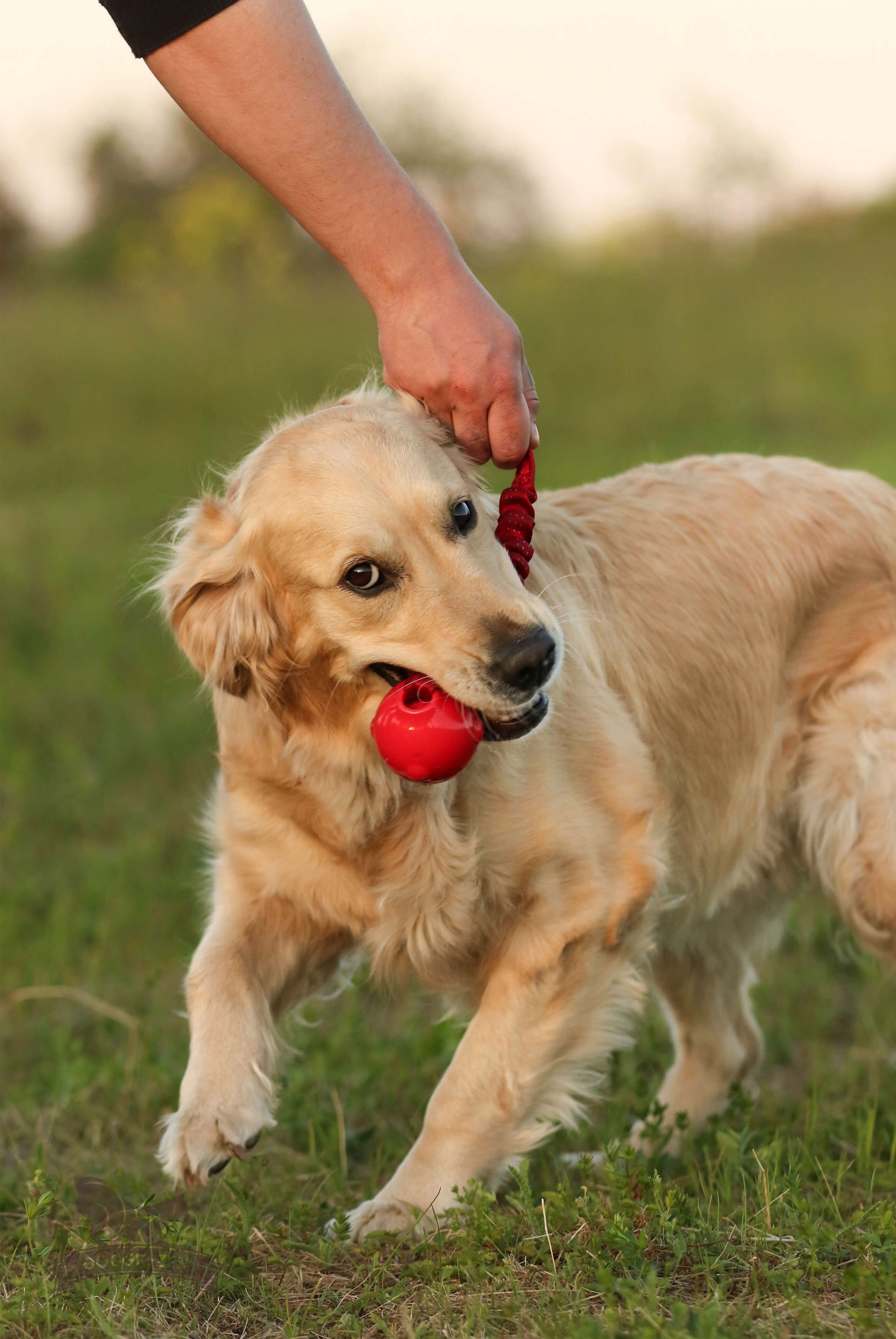 Bungee Knot Tug L with Amazing Squeaker Ball M - 8