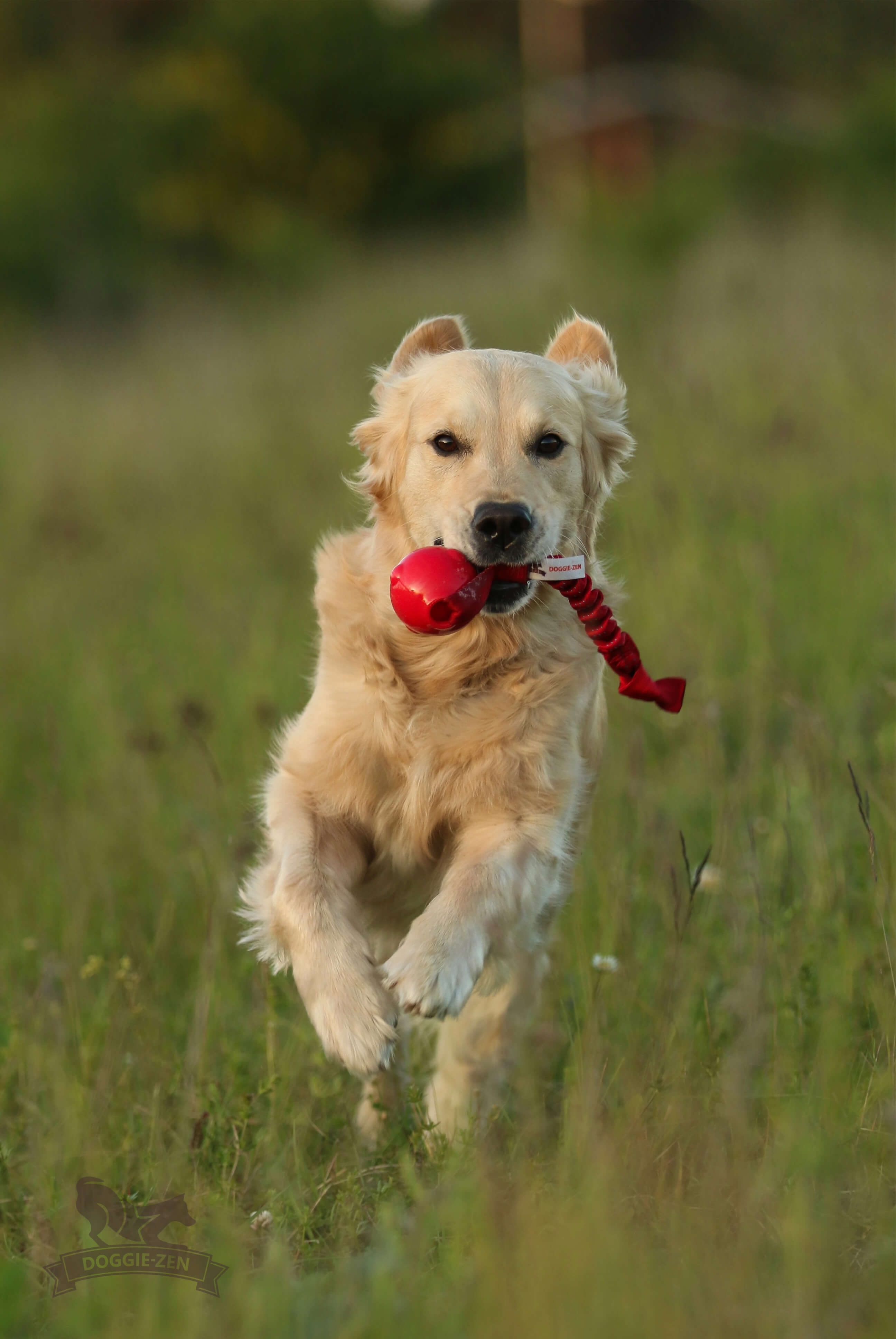 Bungee Knot Tug L with Amazing Squeaker Ball M - 2