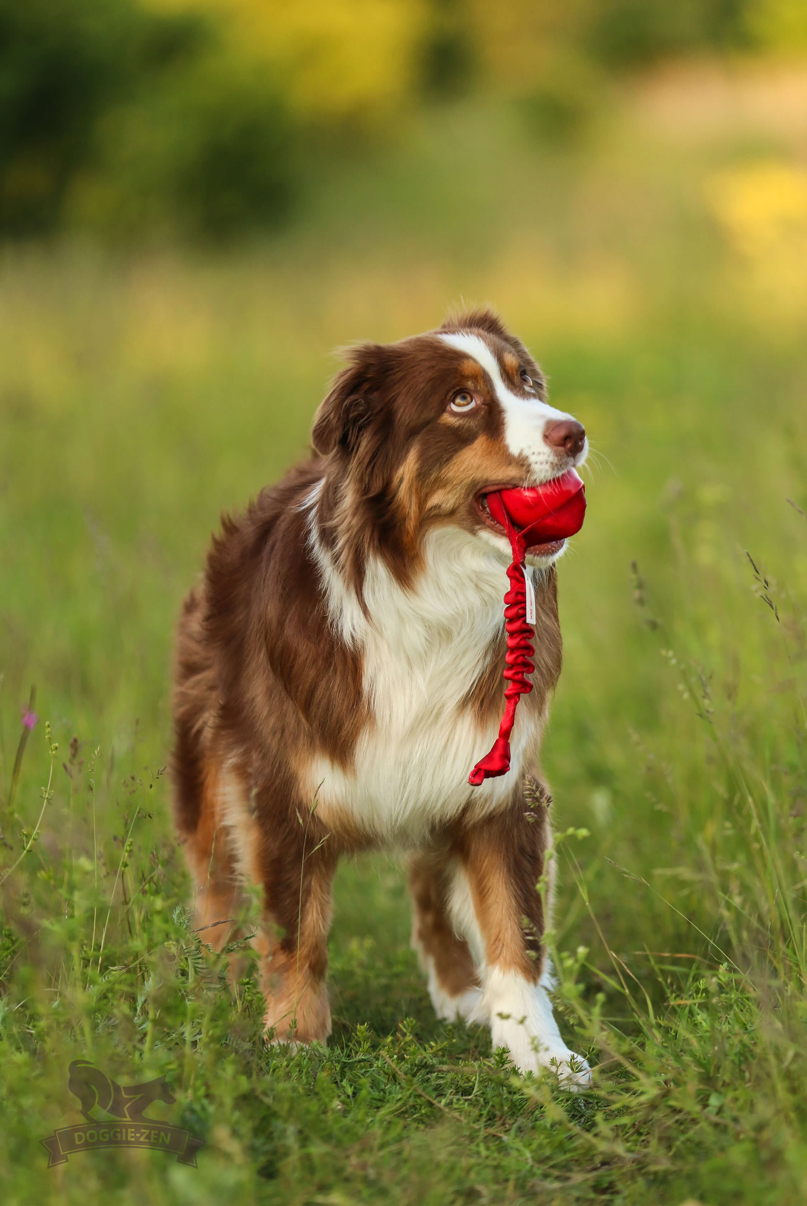 Bungee Knot Tug L with Amazing Squeaker Ball M - 5