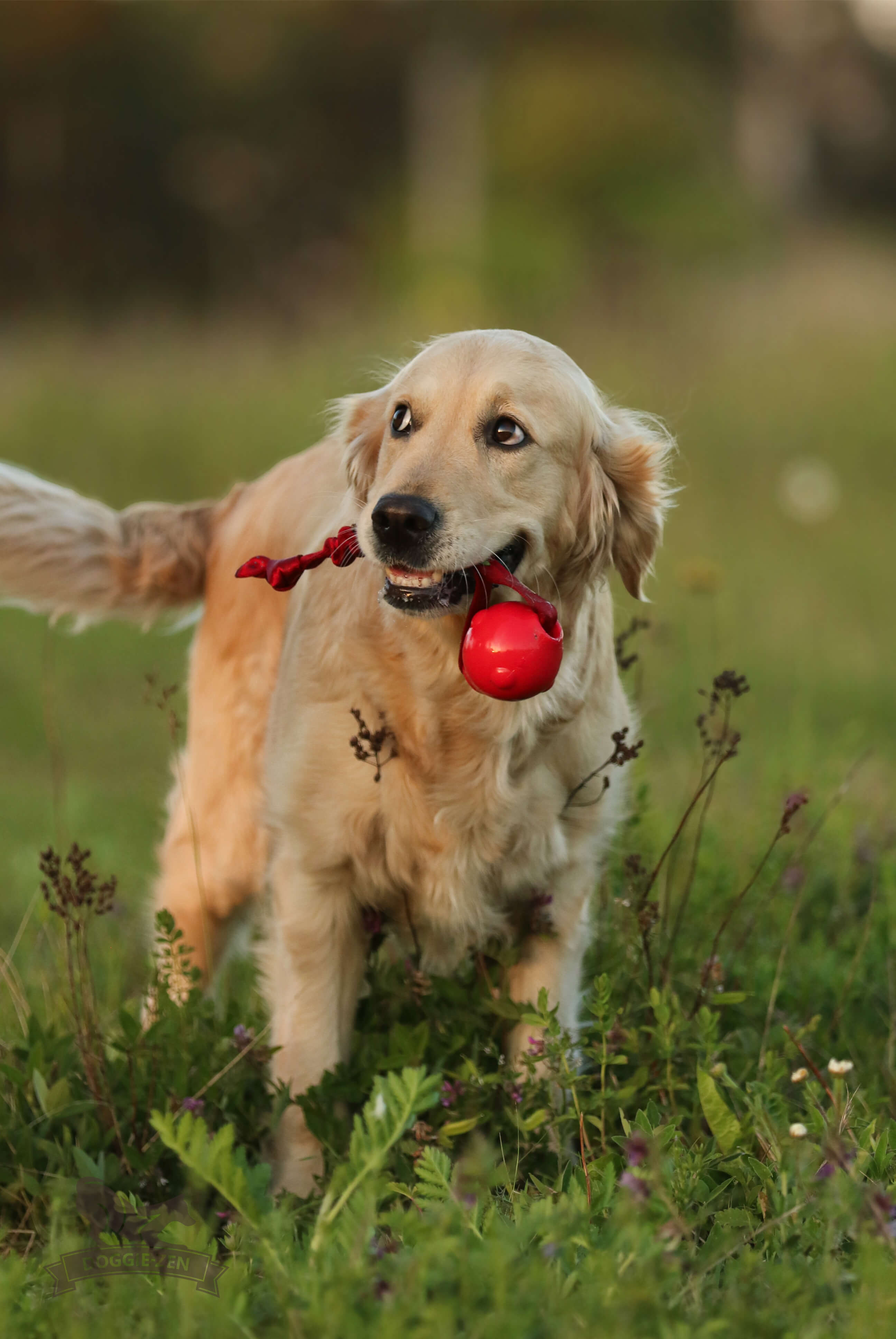 Bungee Knot Tug L with Amazing Squeaker Ball M - 7