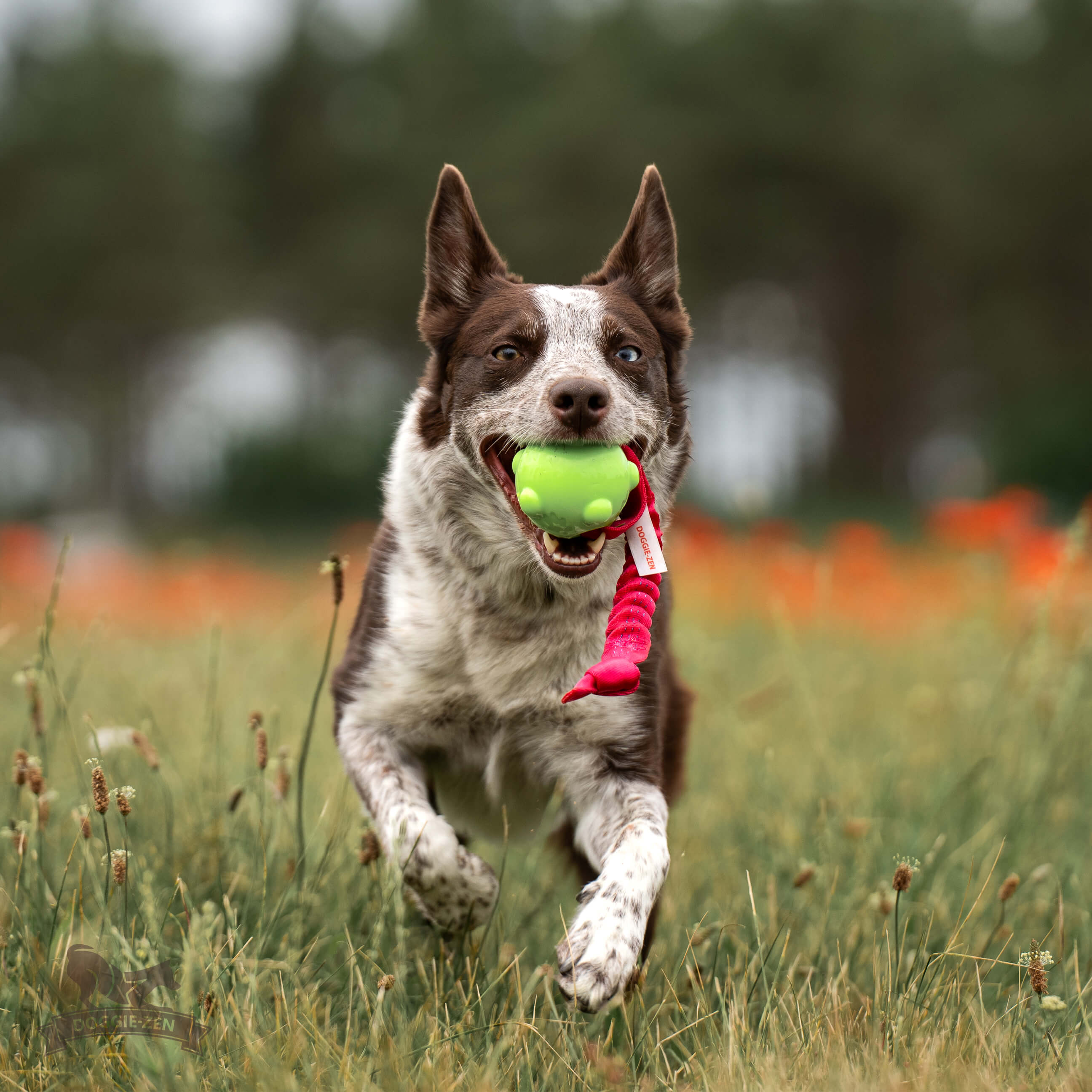 Bungee Knot Tug L with Amazing Squeaker Ball M - 3
