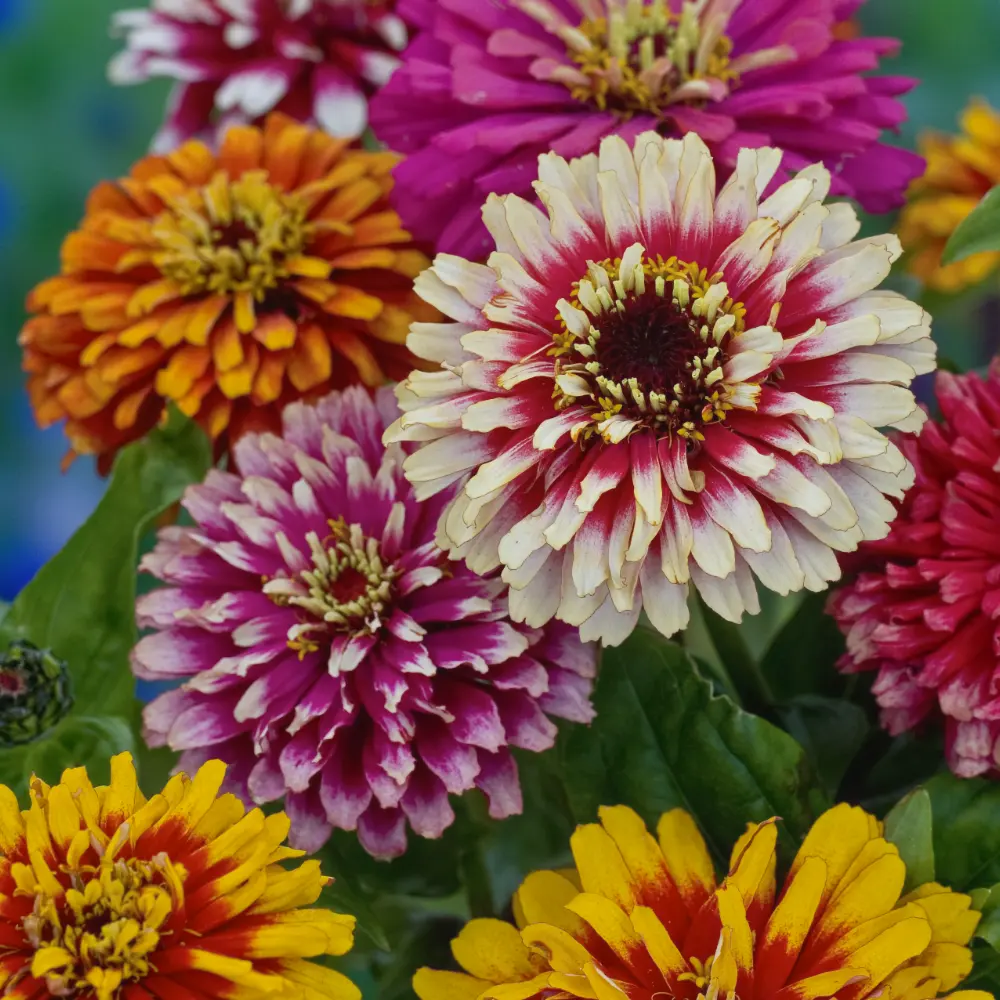Zinnia 'Whirlygig Improved Mixture'