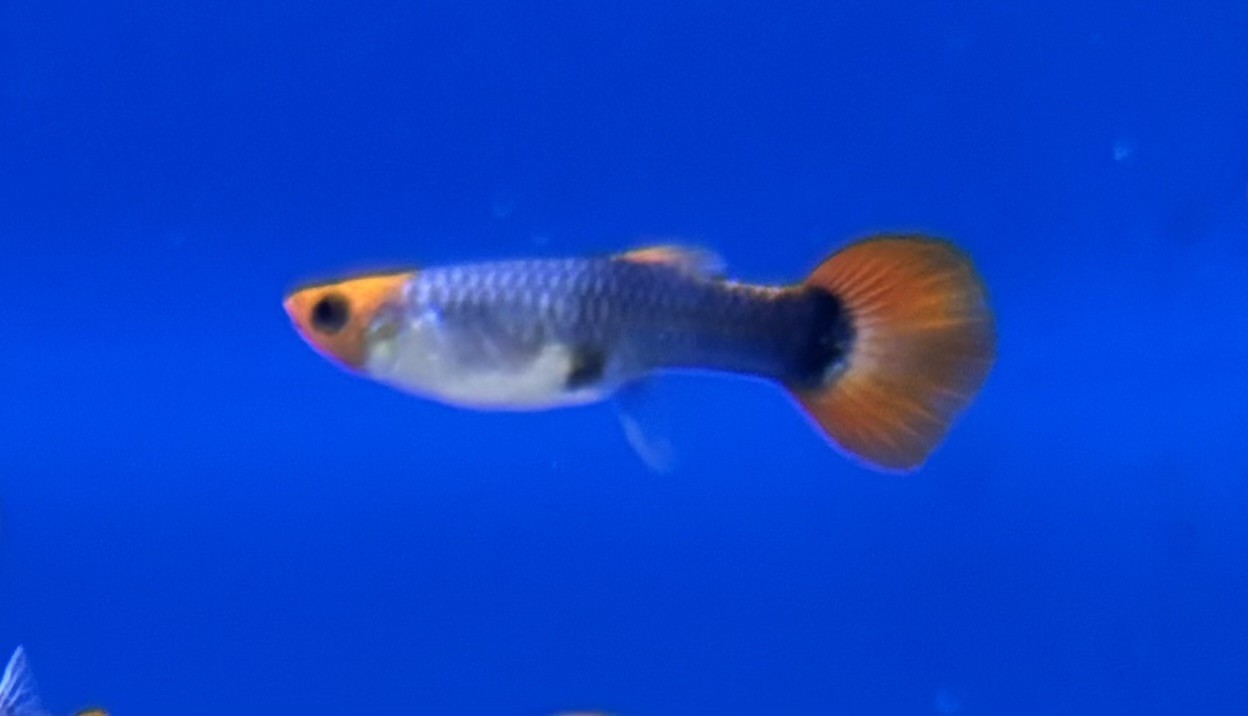 Guppy Hona Koi Cobra (Poecilia reticulata)