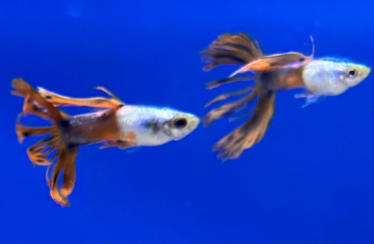 Guppy Hane Crowntail (Poecilia reticulata)