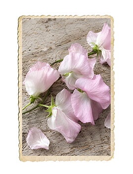 Luktärt Spring Sunshine Blush