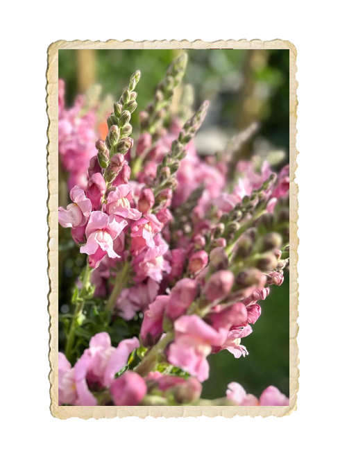 Lejongap Potomac Lavender - 3