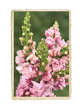 Lejongap Potomac Lavender