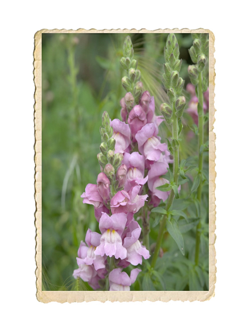 Lejongap Potomac Lavender