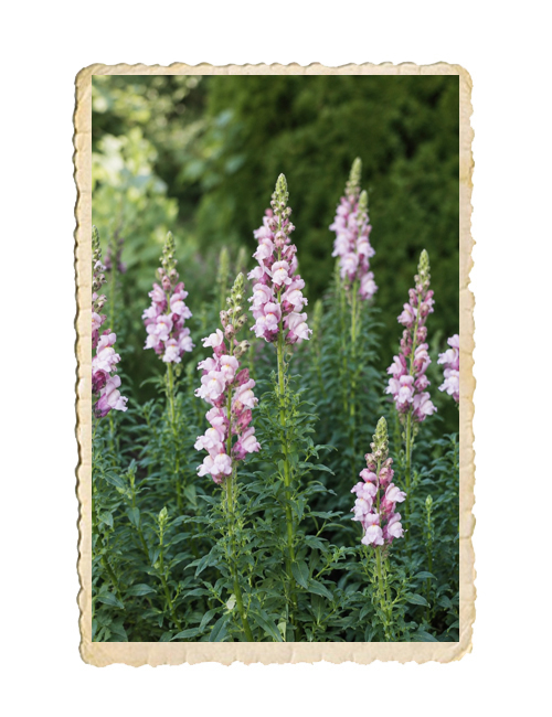 Lejongap Potomac Lavender - 3