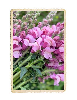 Lejongap Potomac Lavender
