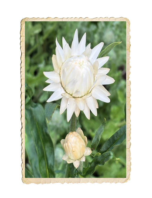 Jätteeternell White - 3