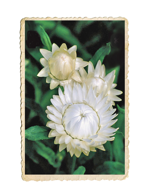 Jätteeternell White