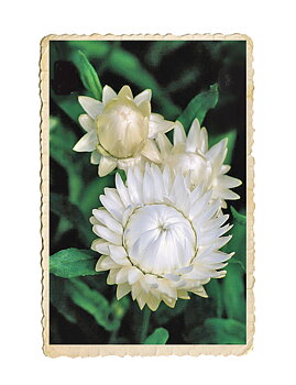 Jätteeternell White