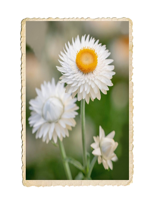 Jätteeternell White - 2