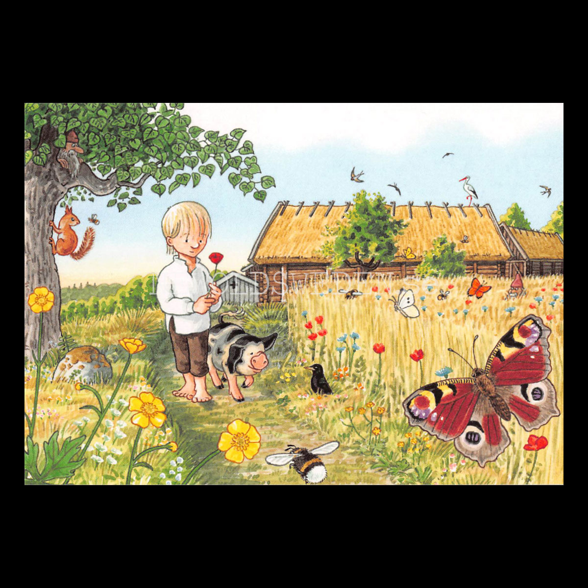 Blomstergrisen - Björn Bergenholtz - Vykort A6 - 350