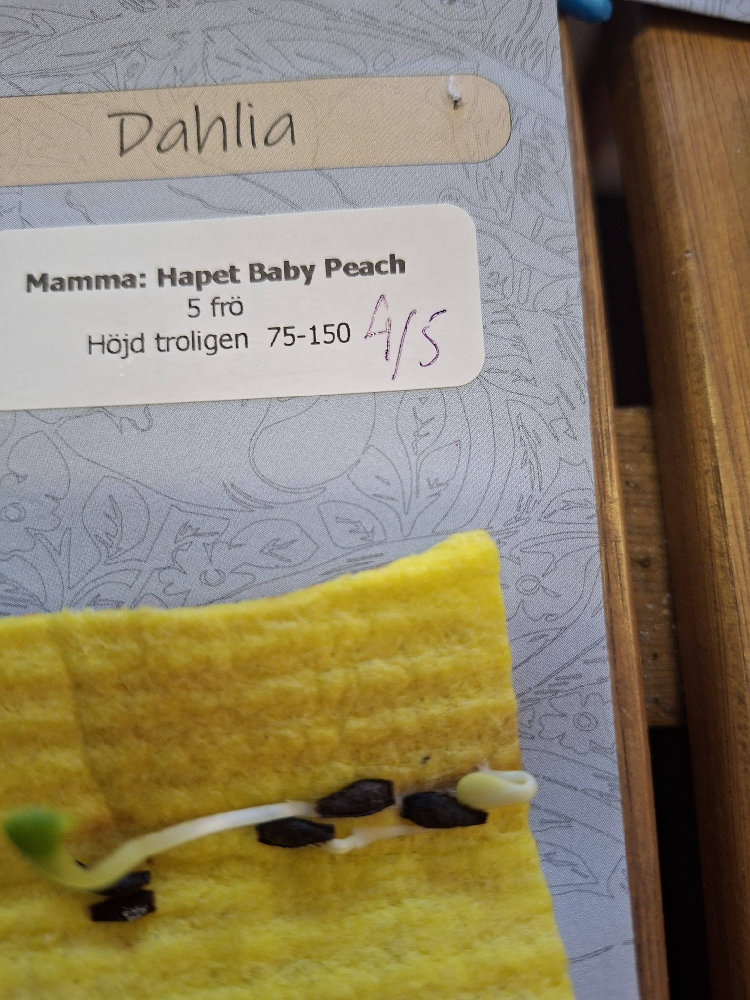 Frö mamma Hapet Baby Peach 5 frö - 3
