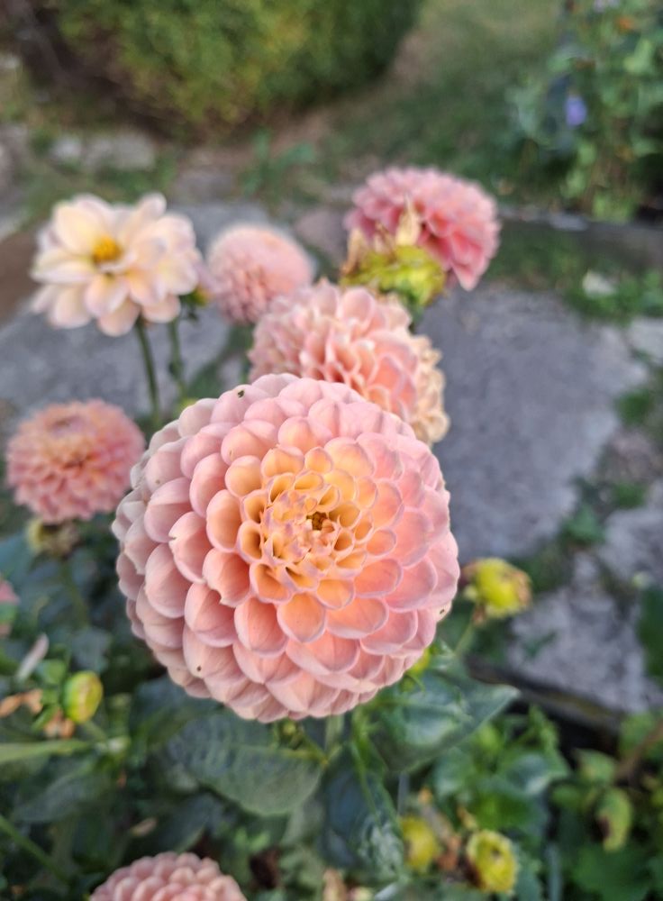 Frö mamma Hapet Baby Peach 5 frö - 2
