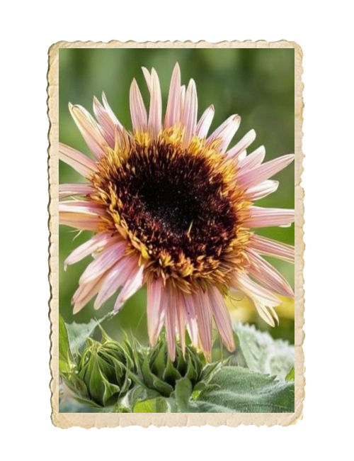 Solros Astra Rose - 3