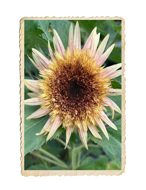 Solros Astra Rose - 4