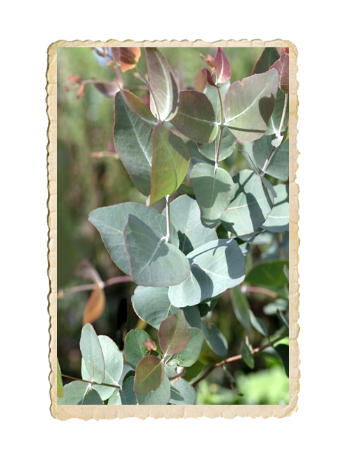 Eucalyptus Silver-Leafed Ironbark
