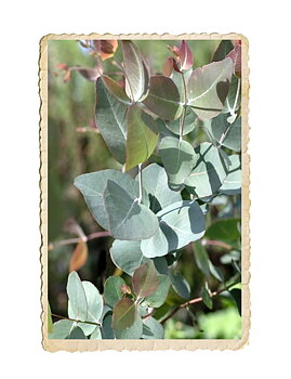 Eucalyptus Silver-Leafed Ironbark