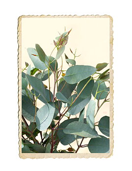 Eucalyptus Silver-Leafed Ironbark