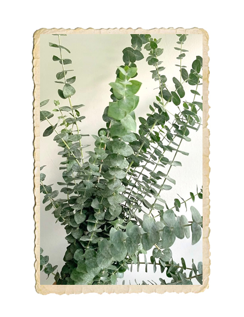 Eucalyptus Baby Blue - 2