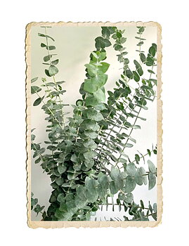 Eucalyptus Baby Blue