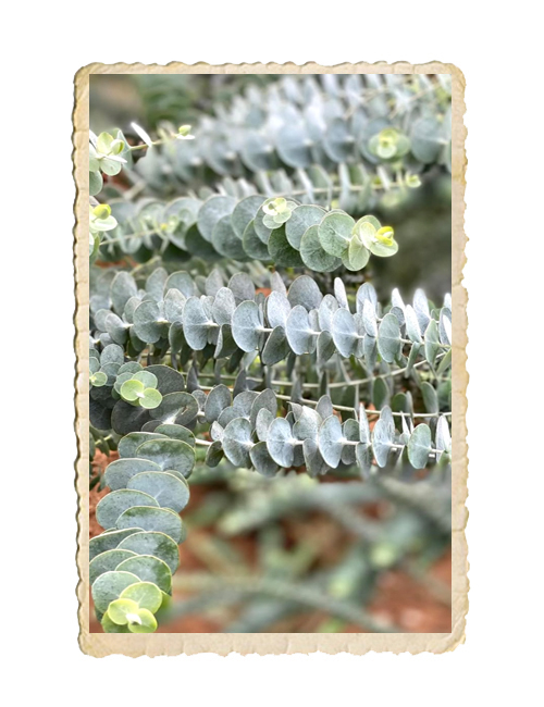 Eucalyptus Baby Blue