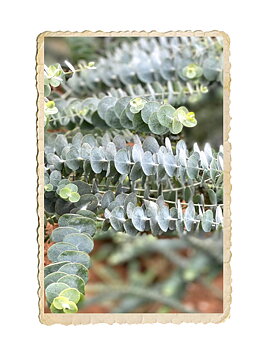 Eucalyptus Baby Blue