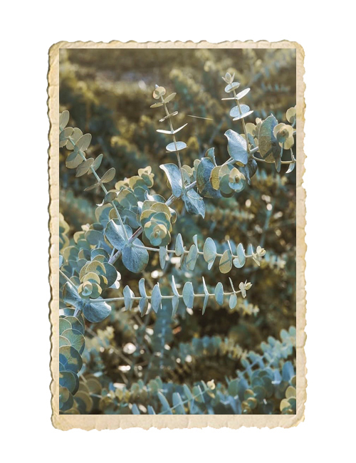 Eucalyptus Baby Blue - 3