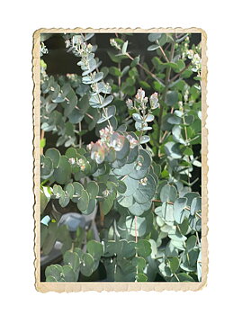 Eucalyptus Baby Blue