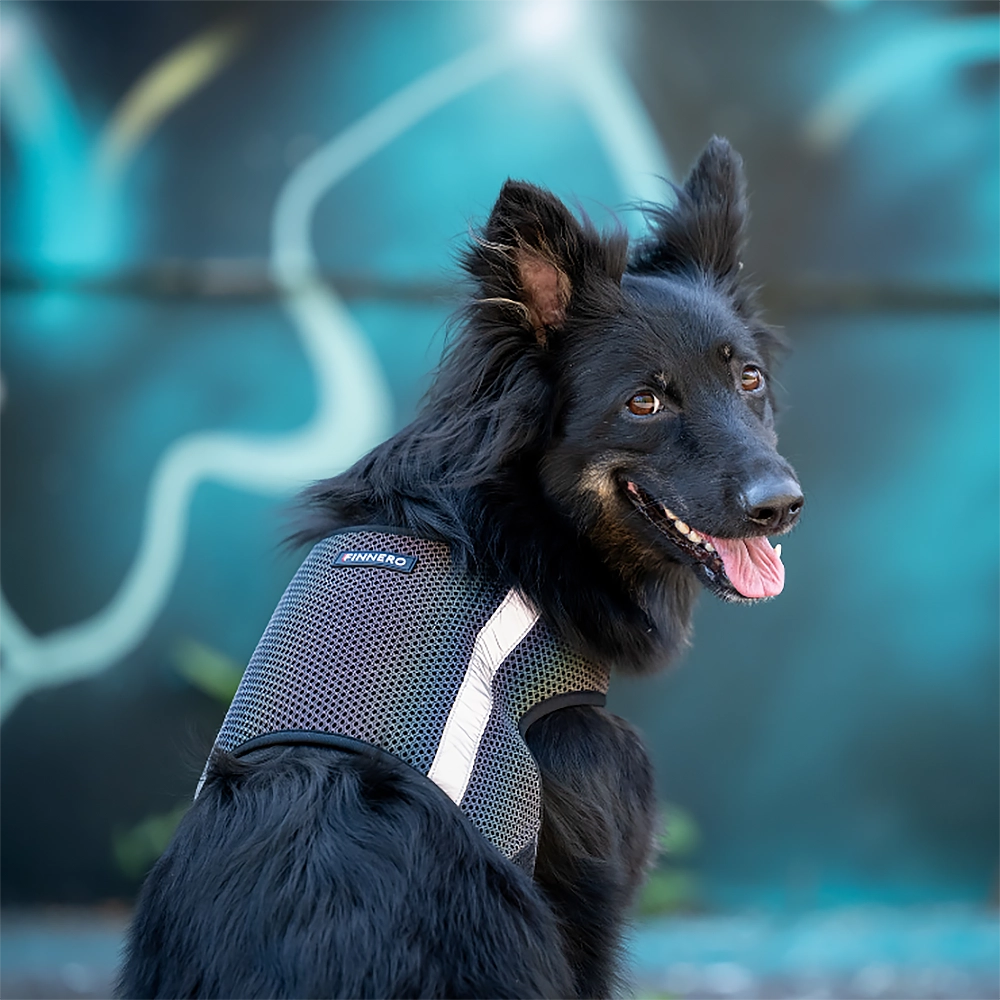 Glow reflexväst för hund - 4