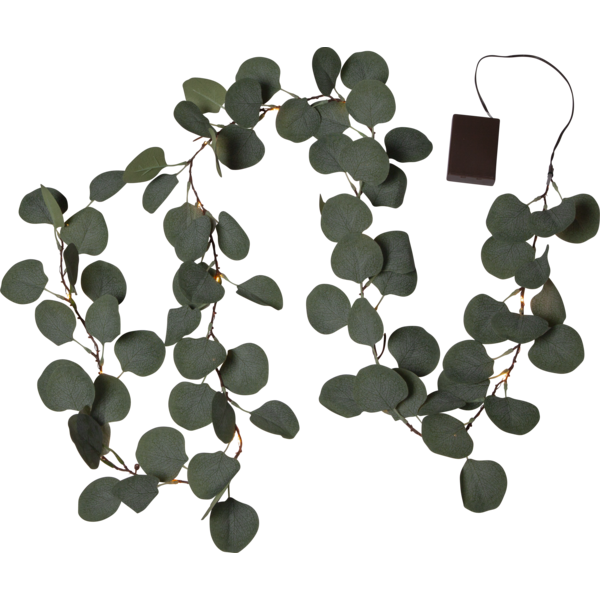 Girlang Eucaluptus 