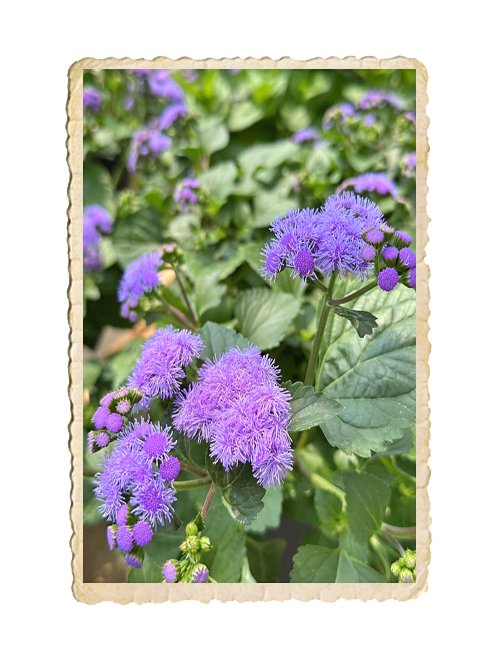 Leverbalsam Market Grower´s Blue - 2
