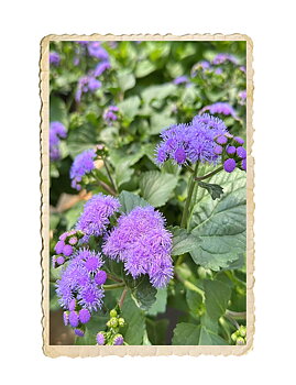 Leverbalsam Market Grower´s Blue