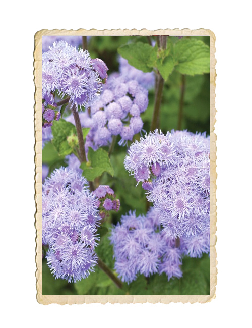 Leverbalsam Market Grower´s Blue