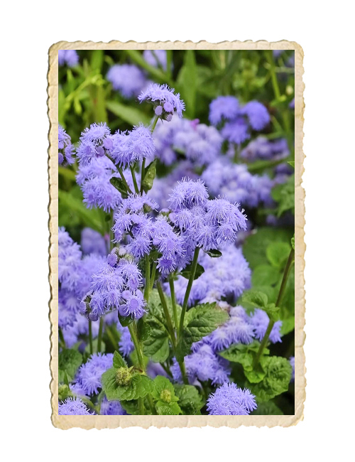 Leverbalsam Market Grower´s Blue - 3