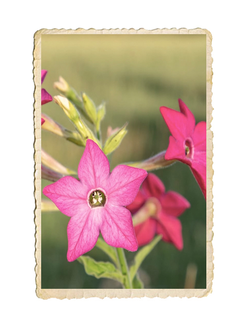 Blomstertobak Sirius Pink