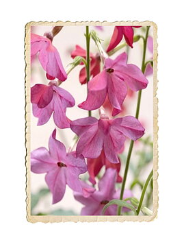 Blomstertobak Sirius Pink